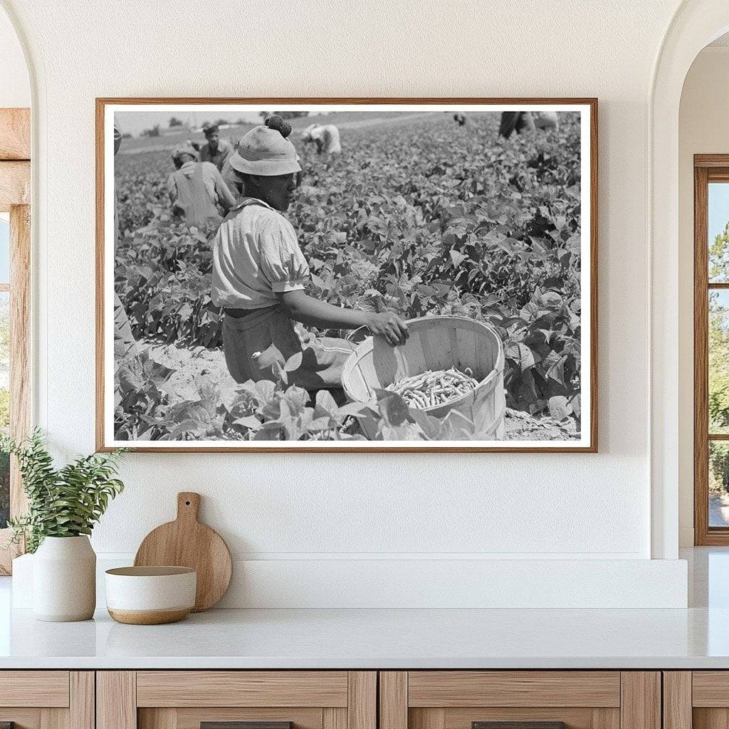 Agricultural Laborer Picking String Beans Oklahoma 1939