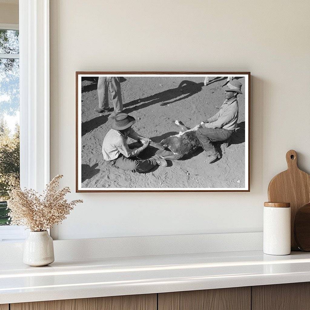 Calf Handling Methods at Walking X Ranch May 1939