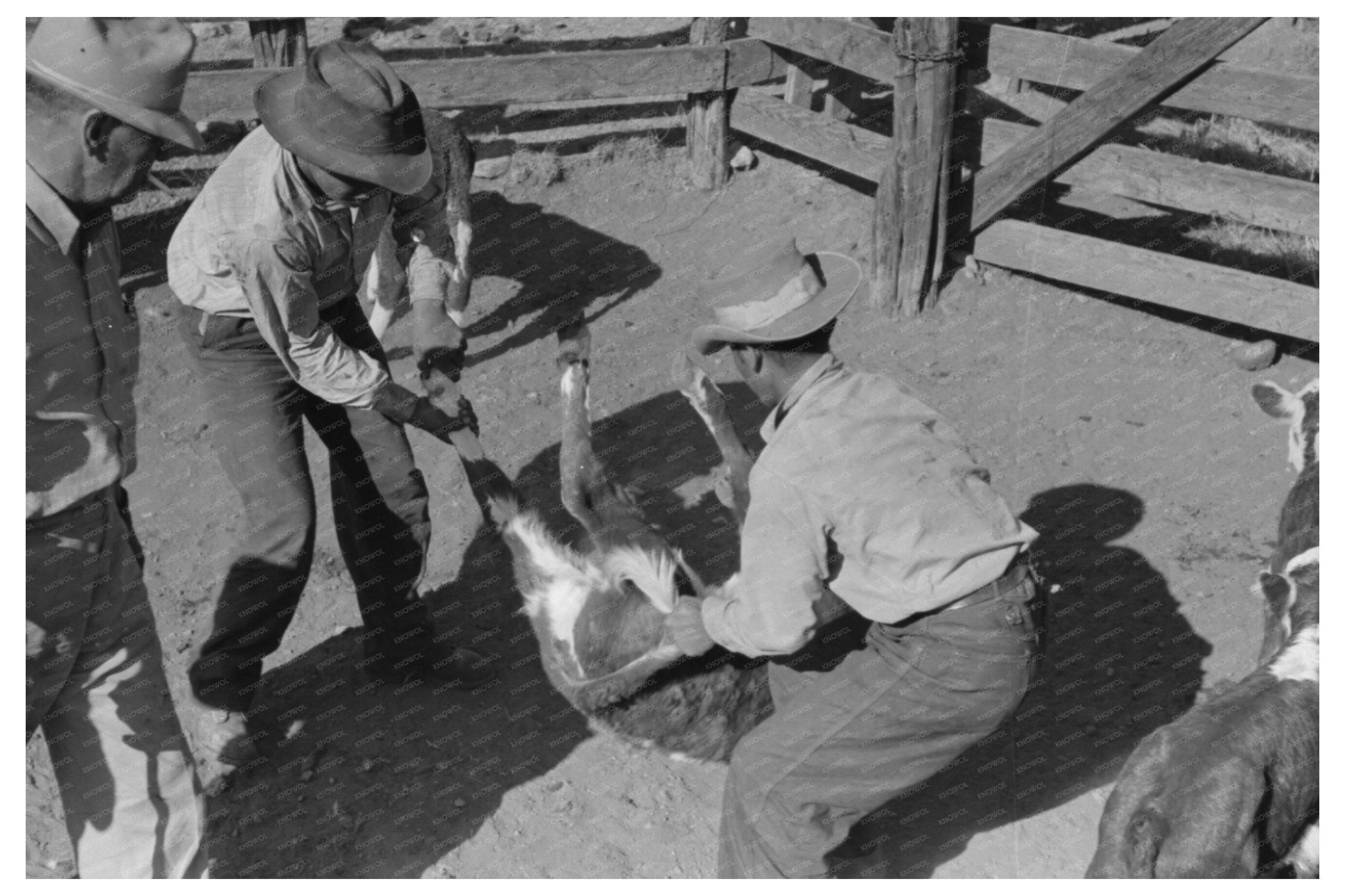 Cowboy Calf Roping at Walking X Ranch Texas 1939