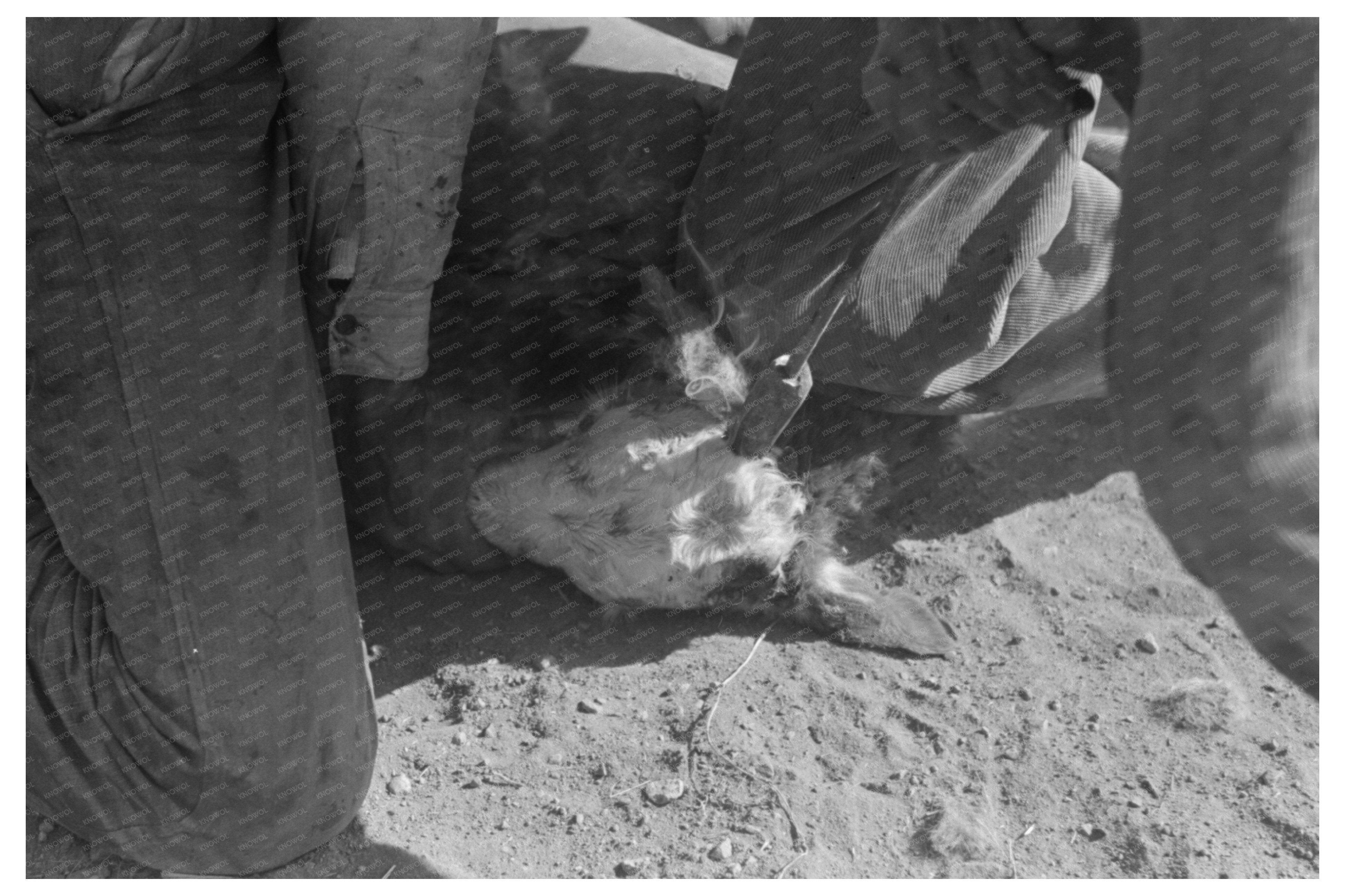 Calf Processing at Walking X Ranch Marfa Texas 1939