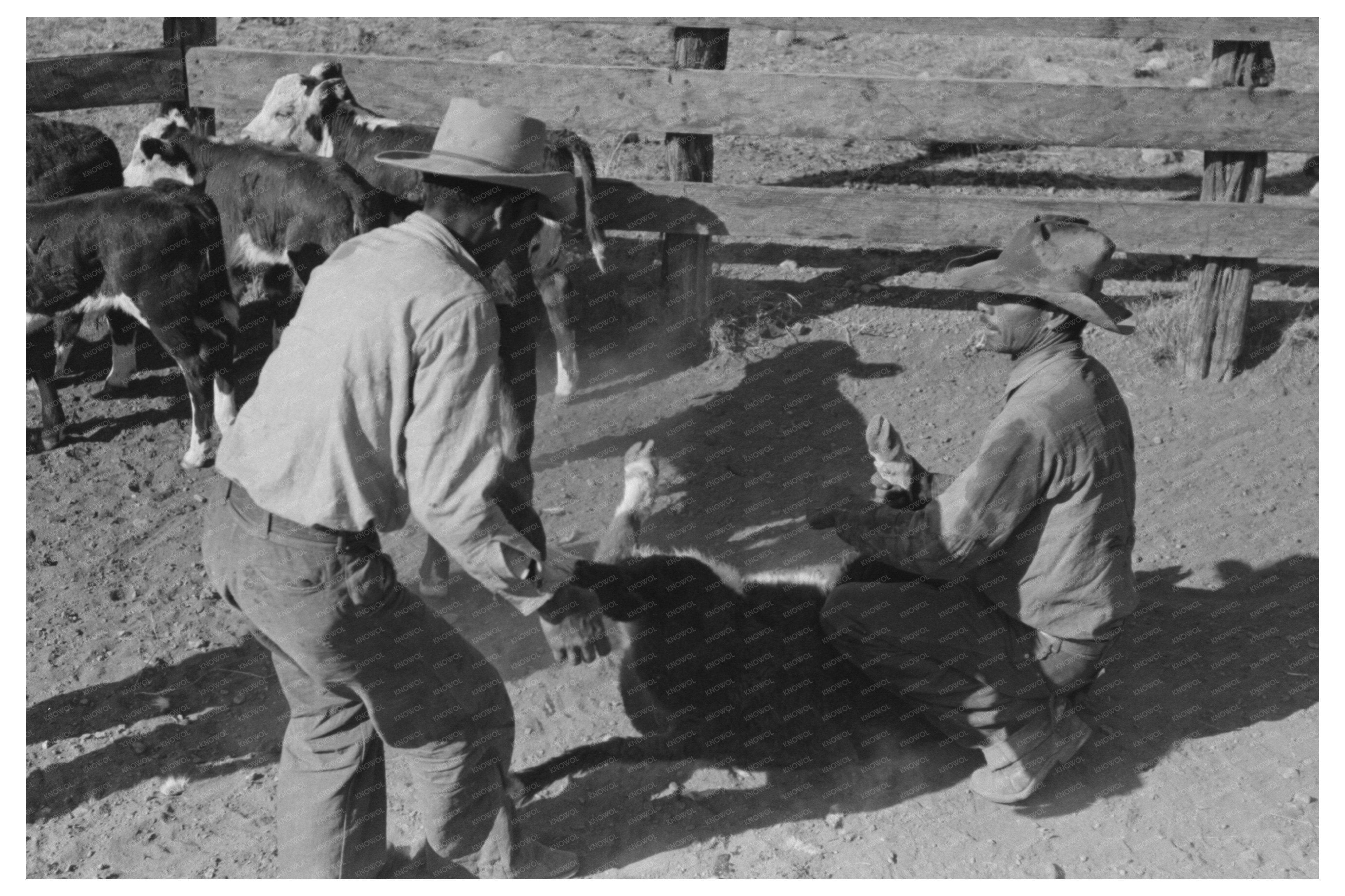 Calf Being Thrown During Roundup Marfa Texas May 1939