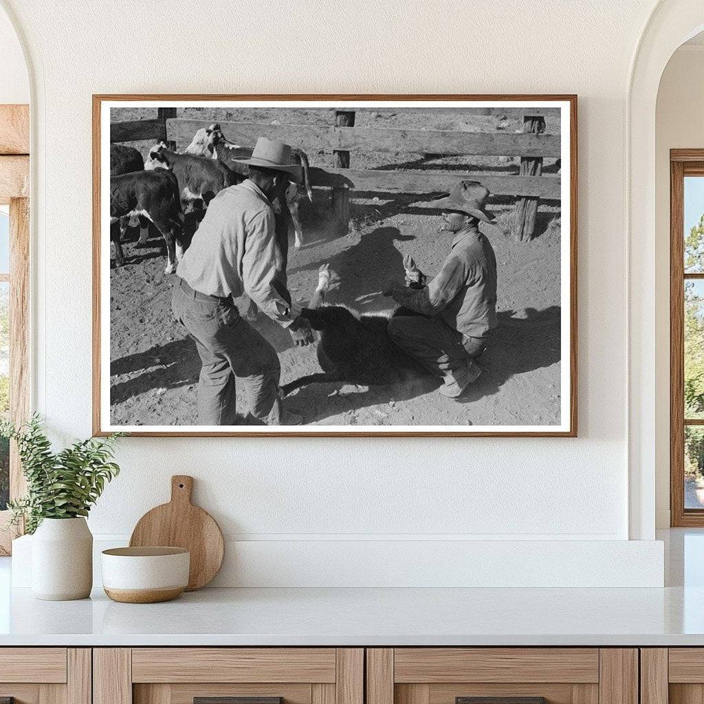 Calf Being Thrown During Roundup Marfa Texas May 1939