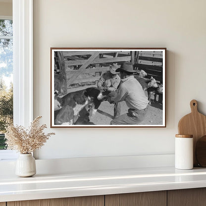 Cattle Roundup Scene in Marfa Texas 1939