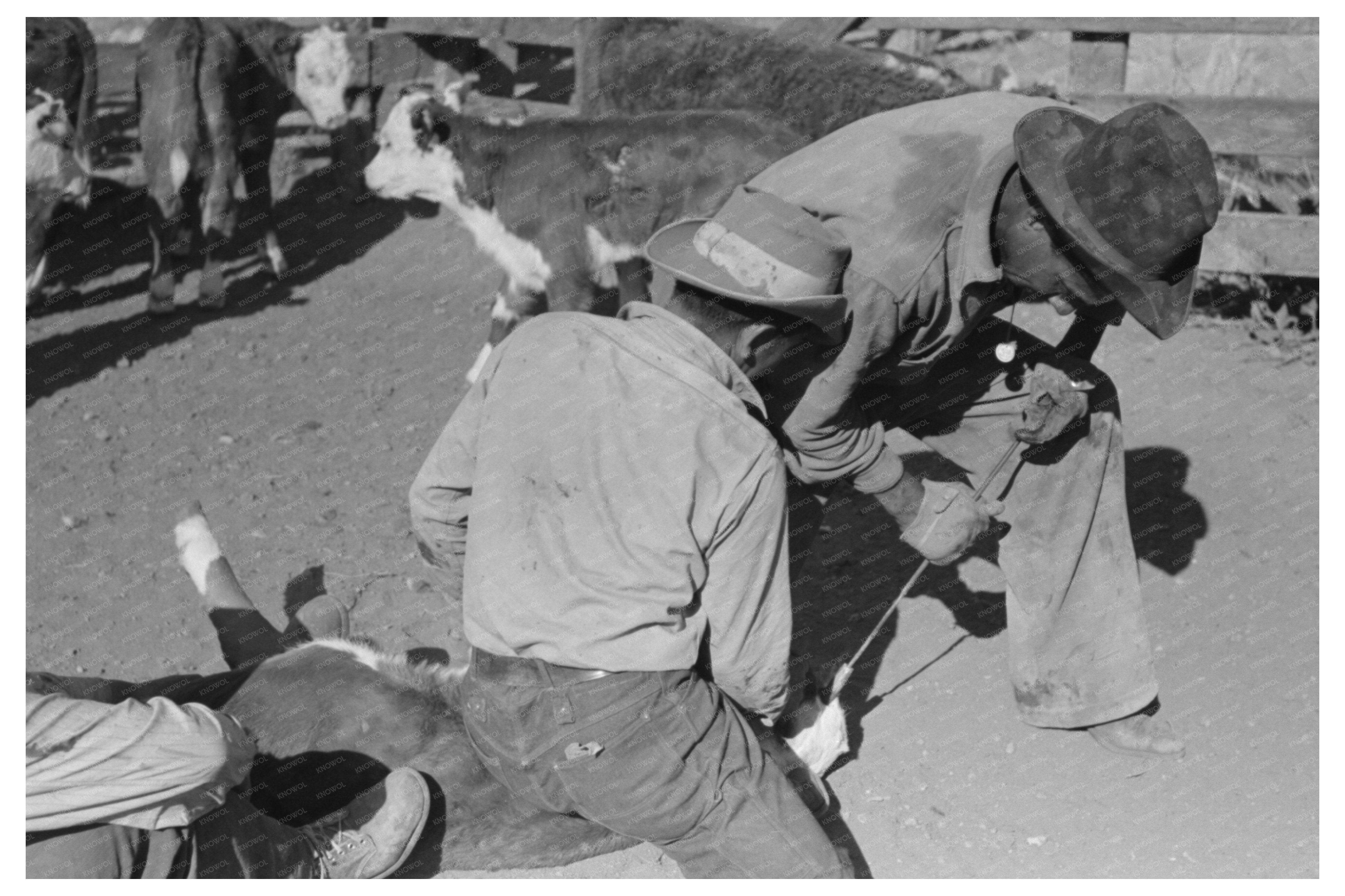 Calf Horn Burnout Process at Walking X Ranch 1939