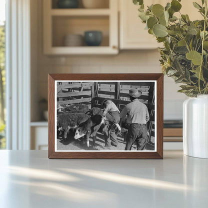 Cattle Roundup Scene at Walking X Ranch 1939