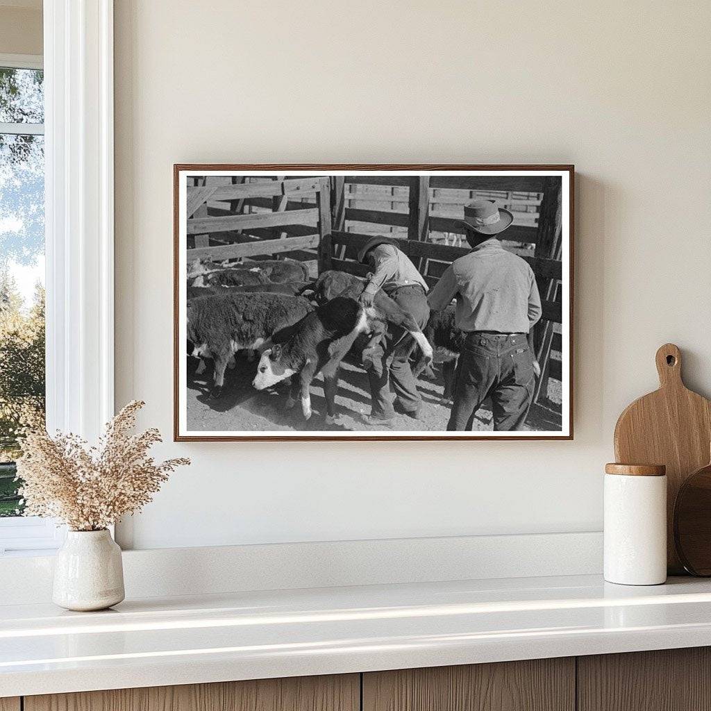 Cattle Roundup Scene at Walking X Ranch 1939