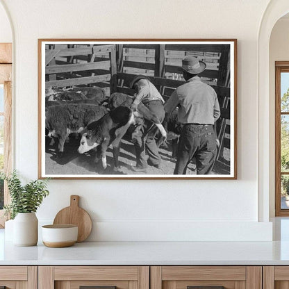 Cattle Roundup Scene at Walking X Ranch 1939