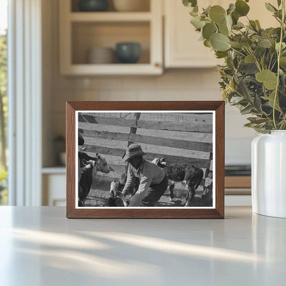 Cattle Roundup Scene Texas May 1939