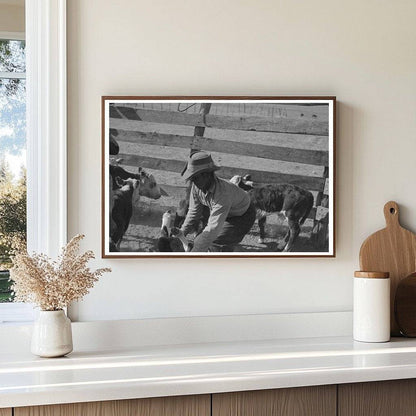 Cattle Roundup Scene Texas May 1939