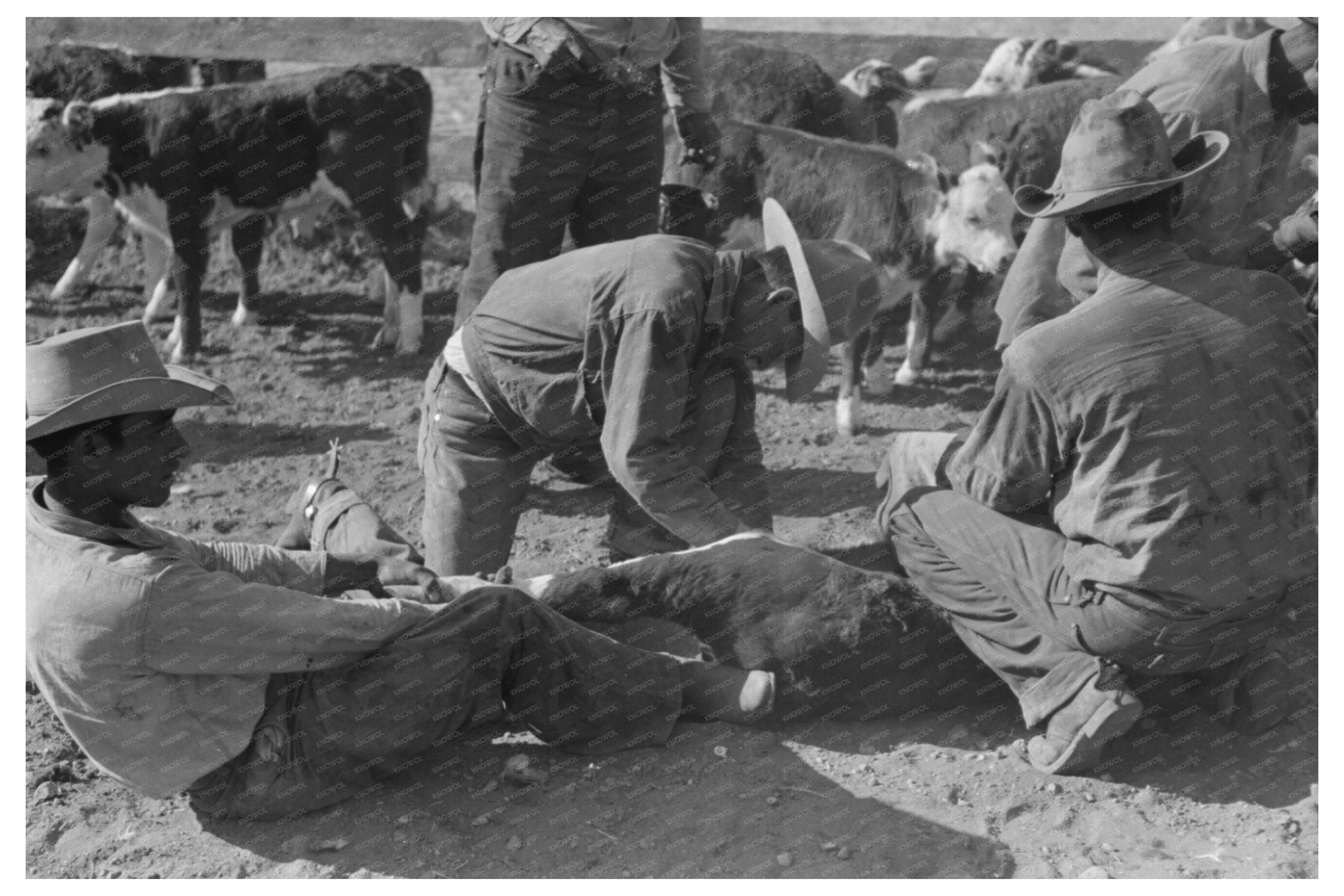 Cattle Branding at Walking X Ranch Marfa Texas May 1939