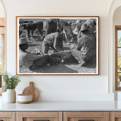 Cattle Branding at Walking X Ranch Marfa Texas May 1939