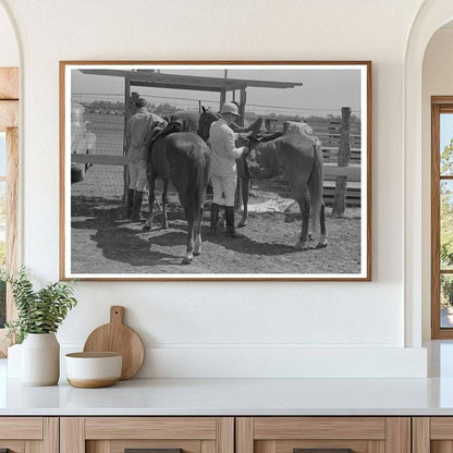 Ponies Readied for Polo Match in Abilene Texas 1939