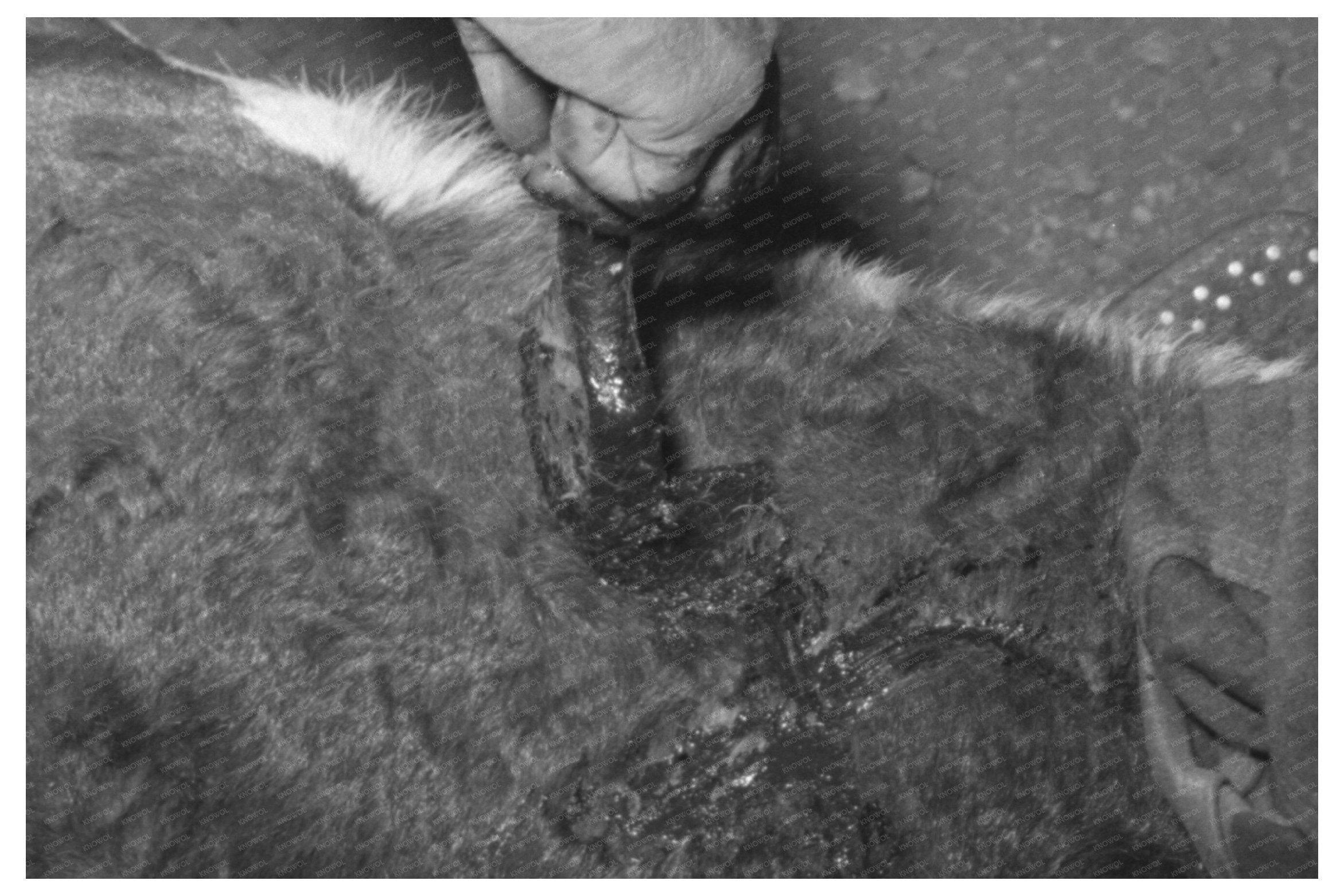 Calf Horn Burning Process Near Marfa Texas May 1939