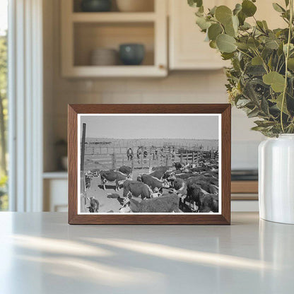 Cattle Roundup at Walking X Ranch Marfa Texas May 1939