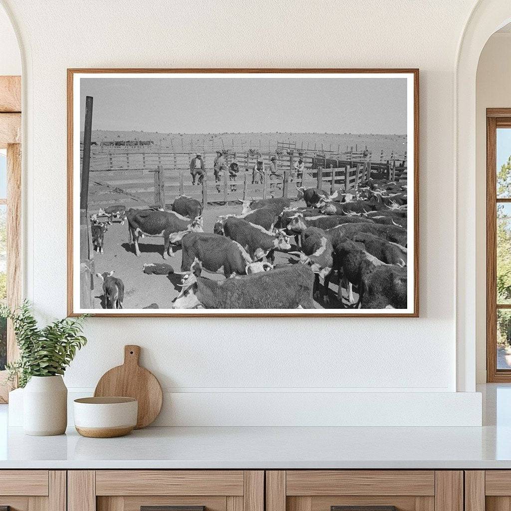 Cattle Roundup at Walking X Ranch Marfa Texas May 1939