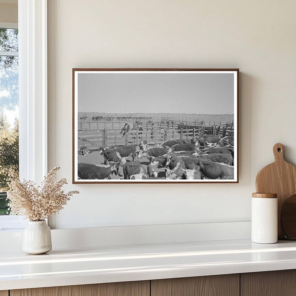 Cattle Roundup in Marfa Texas May 1939