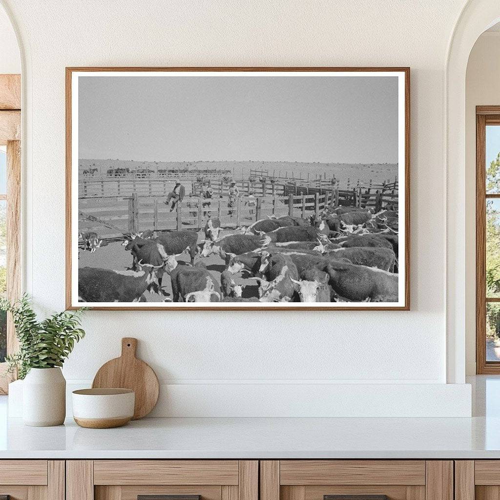 Cattle Roundup in Marfa Texas May 1939