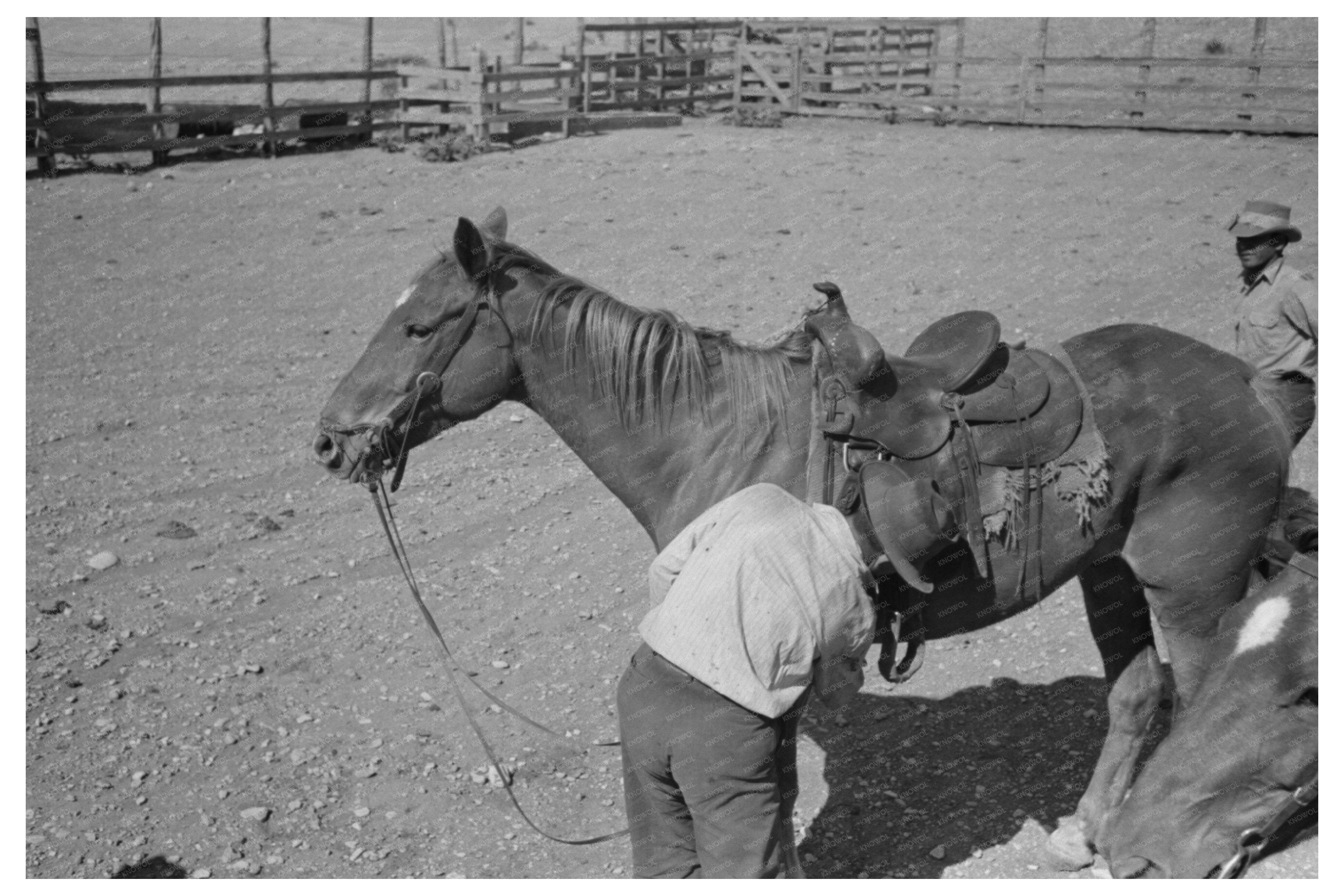 Cowboy Saddling Horse in Marfa Texas May 1939