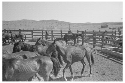 Cowboys Roping Horses in Marfa Texas 1939