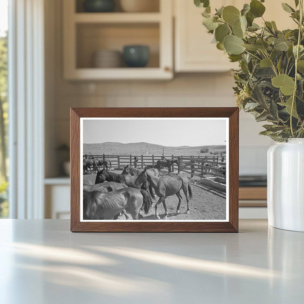 Cowboys Roping Horses in Marfa Texas 1939