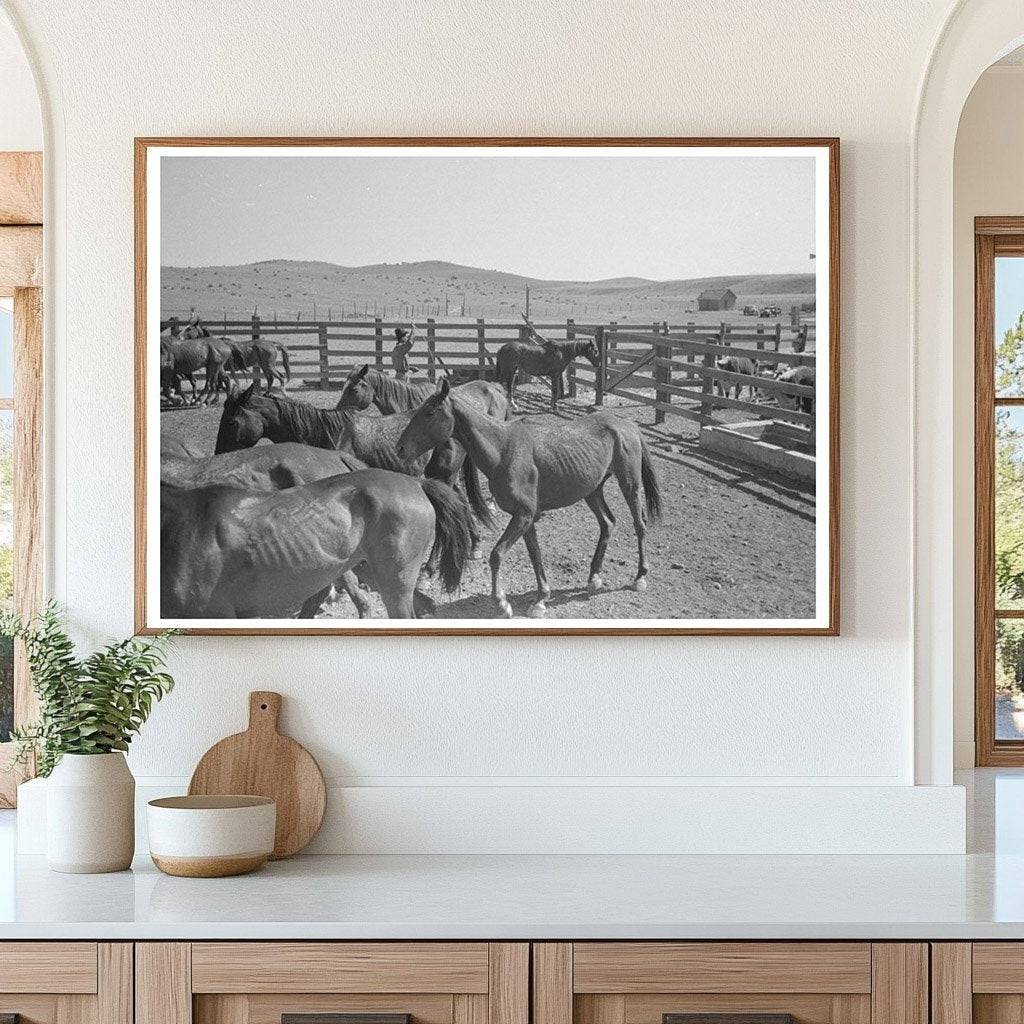 Cowboys Roping Horses in Marfa Texas 1939