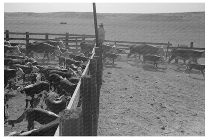 Cattle Branding at Walking X Ranch May 1939