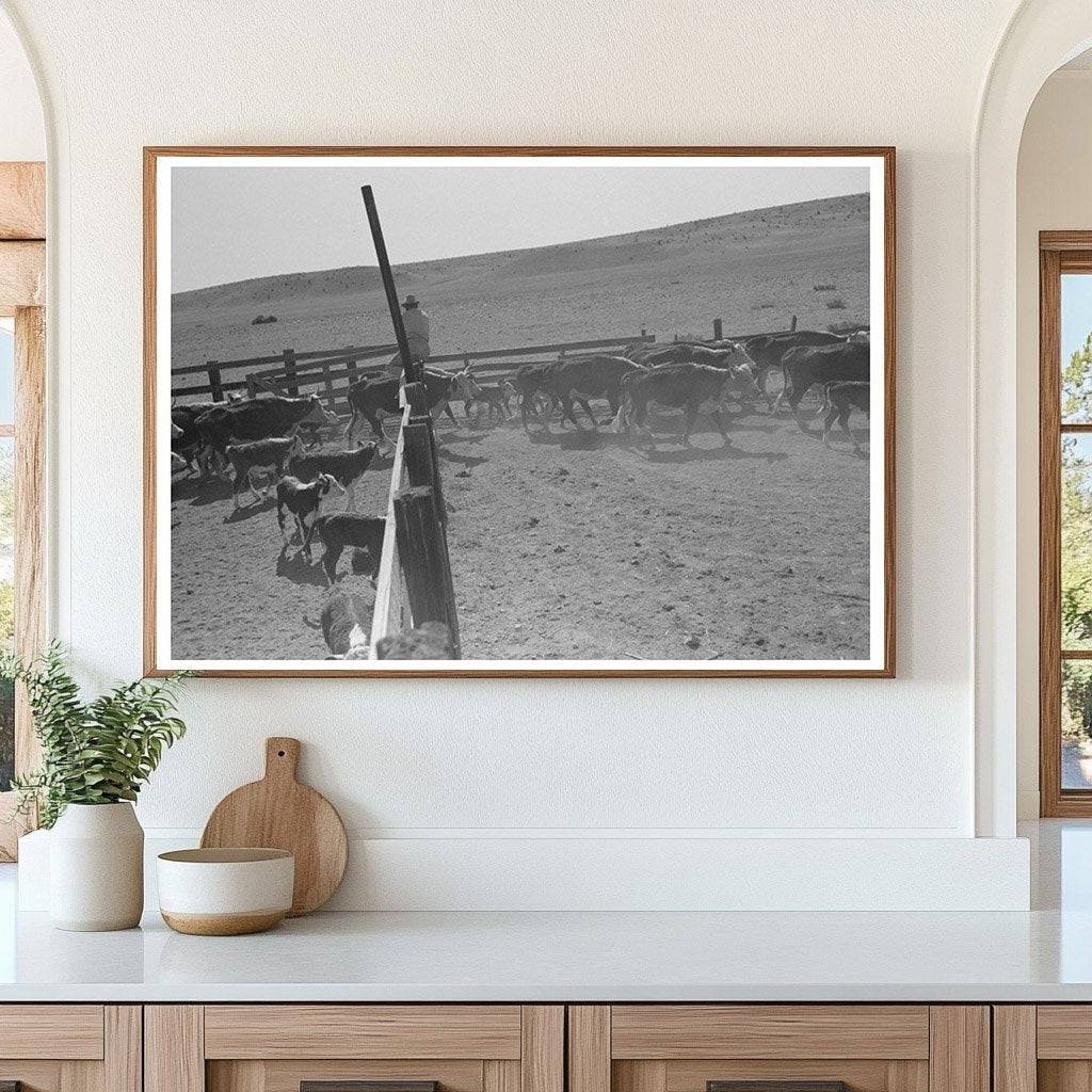 Cattle Roundup Near Marfa Texas May 1939