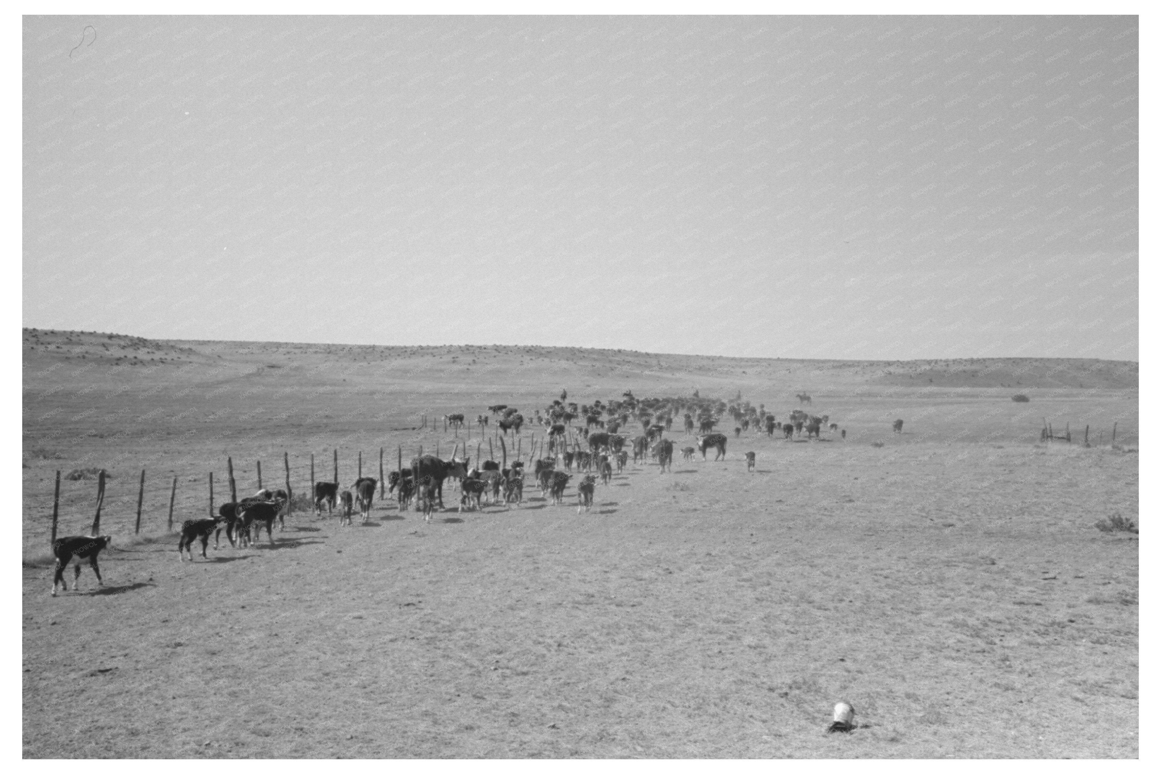 Cattle Released After Branding Near Marfa Texas 1939