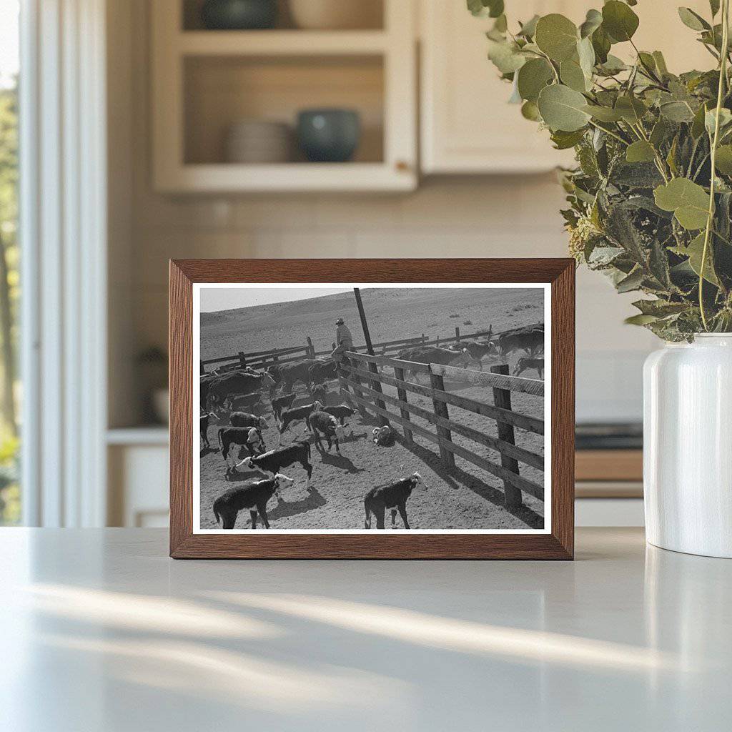 Cattle Released in Marfa Texas May 1939