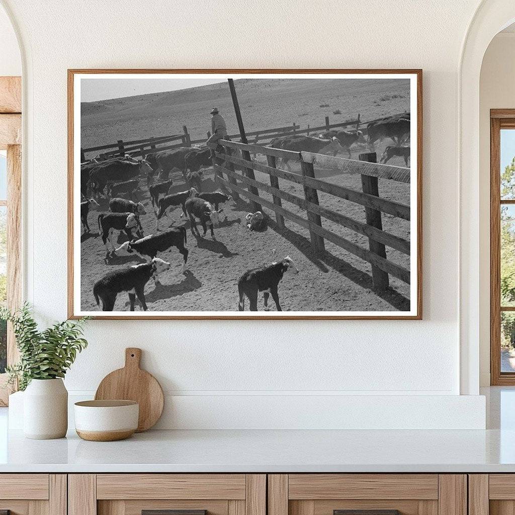 Cattle Released in Marfa Texas May 1939