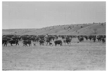 Cutting Calves from Herd at Walking X Ranch May 1939