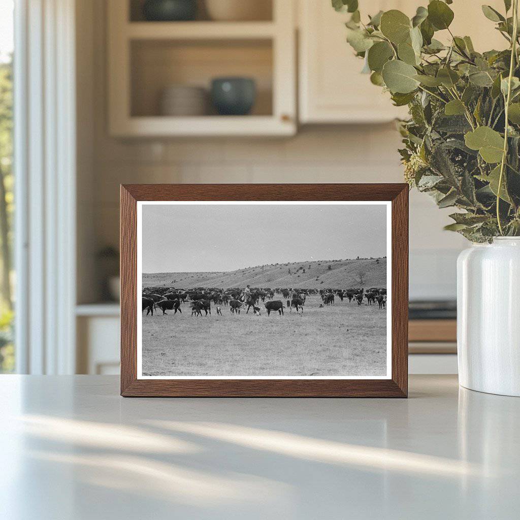 Cutting Calves from Herd at Walking X Ranch May 1939