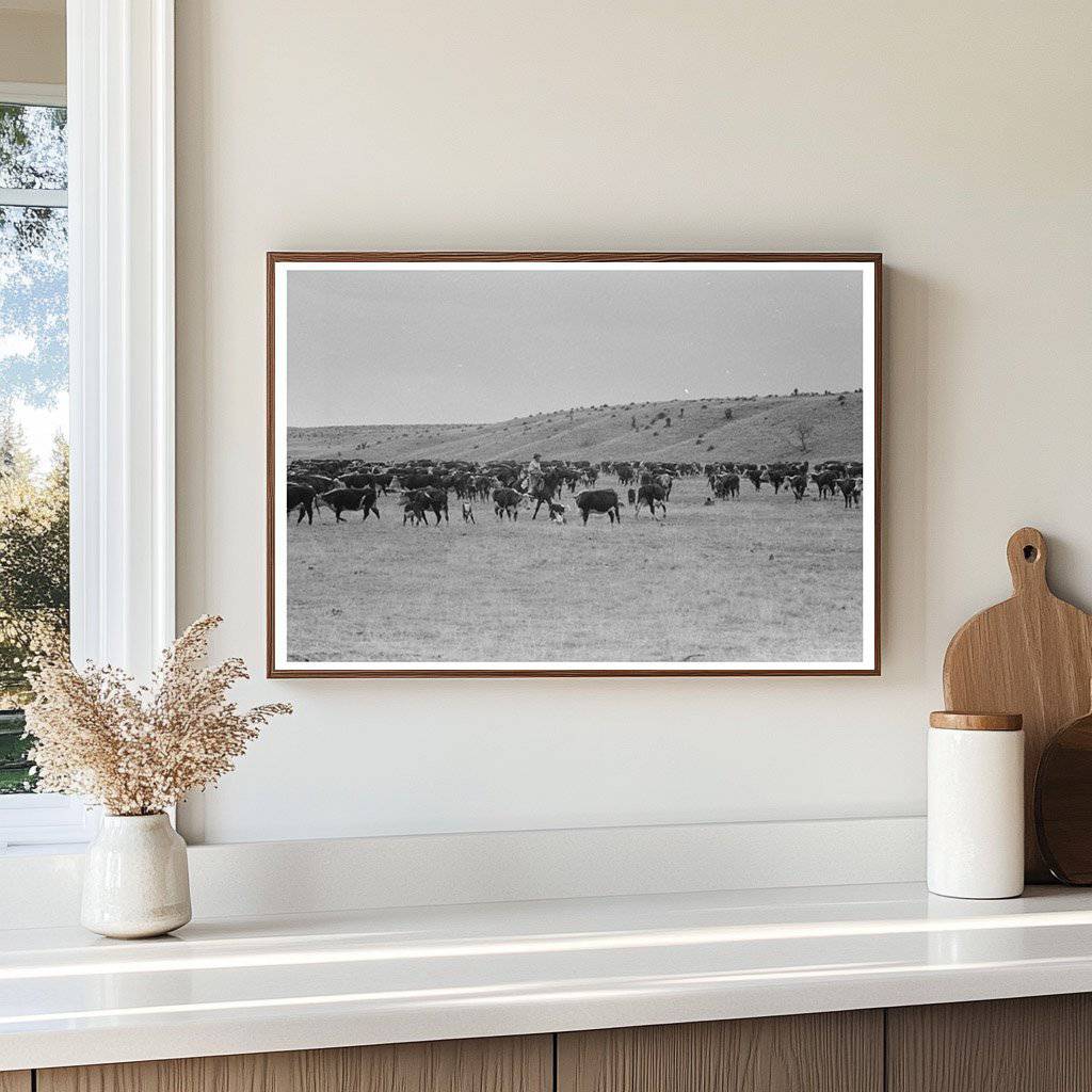 Cutting Calves from Herd at Walking X Ranch May 1939