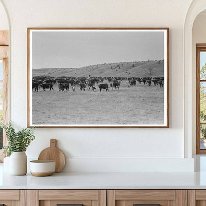 Cutting Calves from Herd at Walking X Ranch May 1939