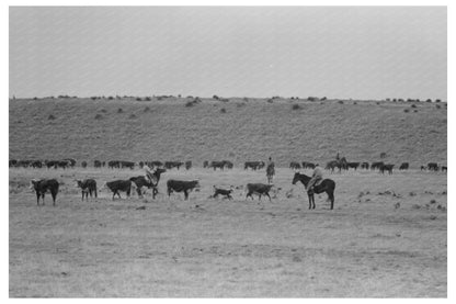 Calves Roundup at Walking X Ranch Marfa Texas May 1939