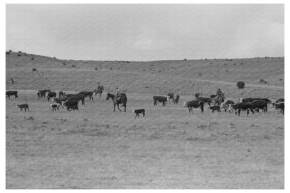 Cattle Roundup in Marfa Texas May 1939 Vintage Photo