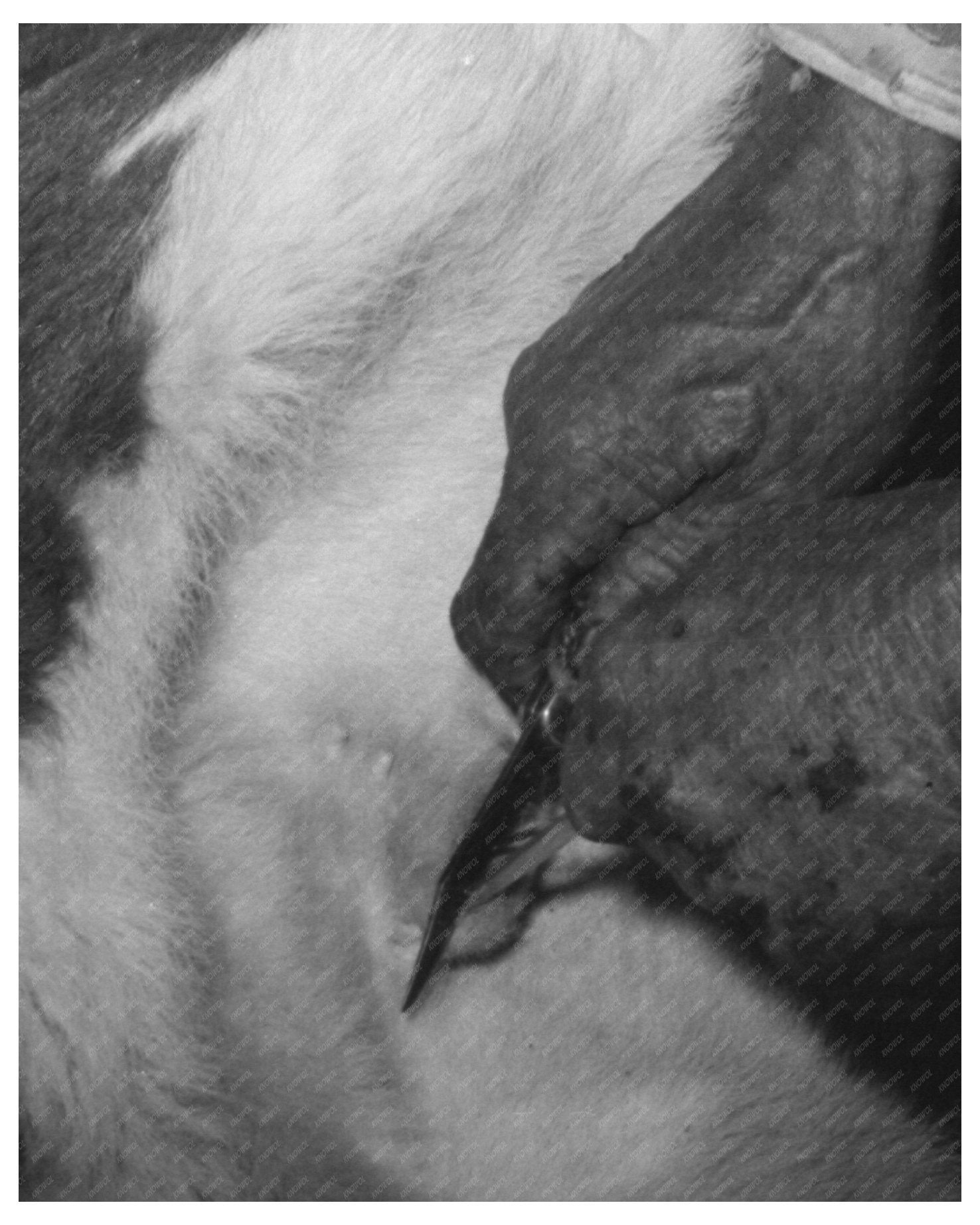 Cattle Roundup Scene Castrating Calf Marfa Texas 1939