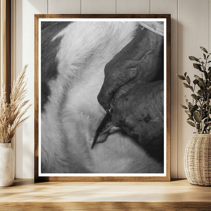 Cattle Roundup Scene Castrating Calf Marfa Texas 1939