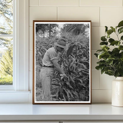 Laborers Stripping Sweet Corn on Oklahoma Farm July 1939