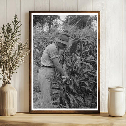 Laborers Stripping Sweet Corn on Oklahoma Farm July 1939