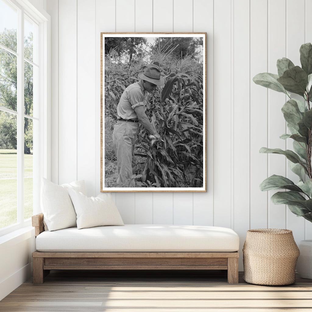 Laborers Stripping Sweet Corn on Oklahoma Farm July 1939