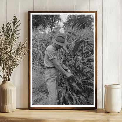 Stripping Sweet Corn on Farm in Muskogee Oklahoma 1939