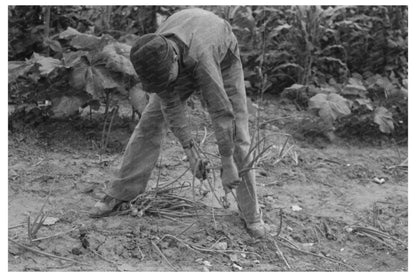 Onion Harvesting in Muskogee Oklahoma July 1939