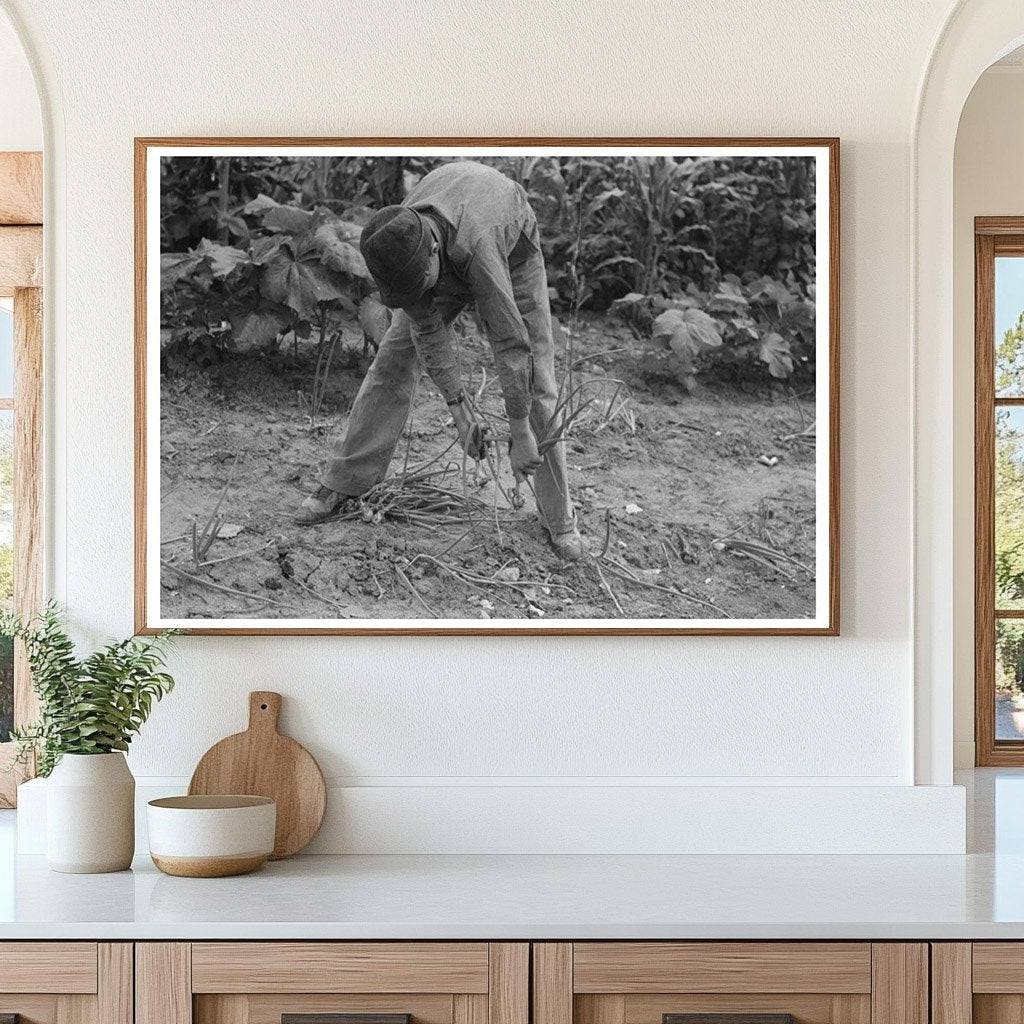 Onion Harvesting in Muskogee Oklahoma July 1939