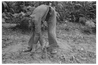 Muskogee Oklahoma Onion Harvest Scene July 1939