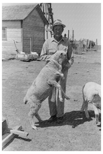 Feeding Sheep in Hoxie Kansas August 1939