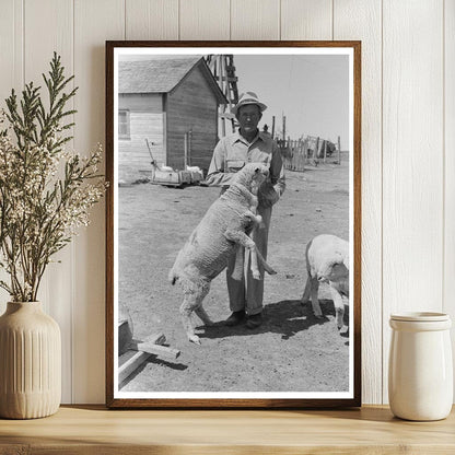 Feeding Sheep in Hoxie Kansas August 1939