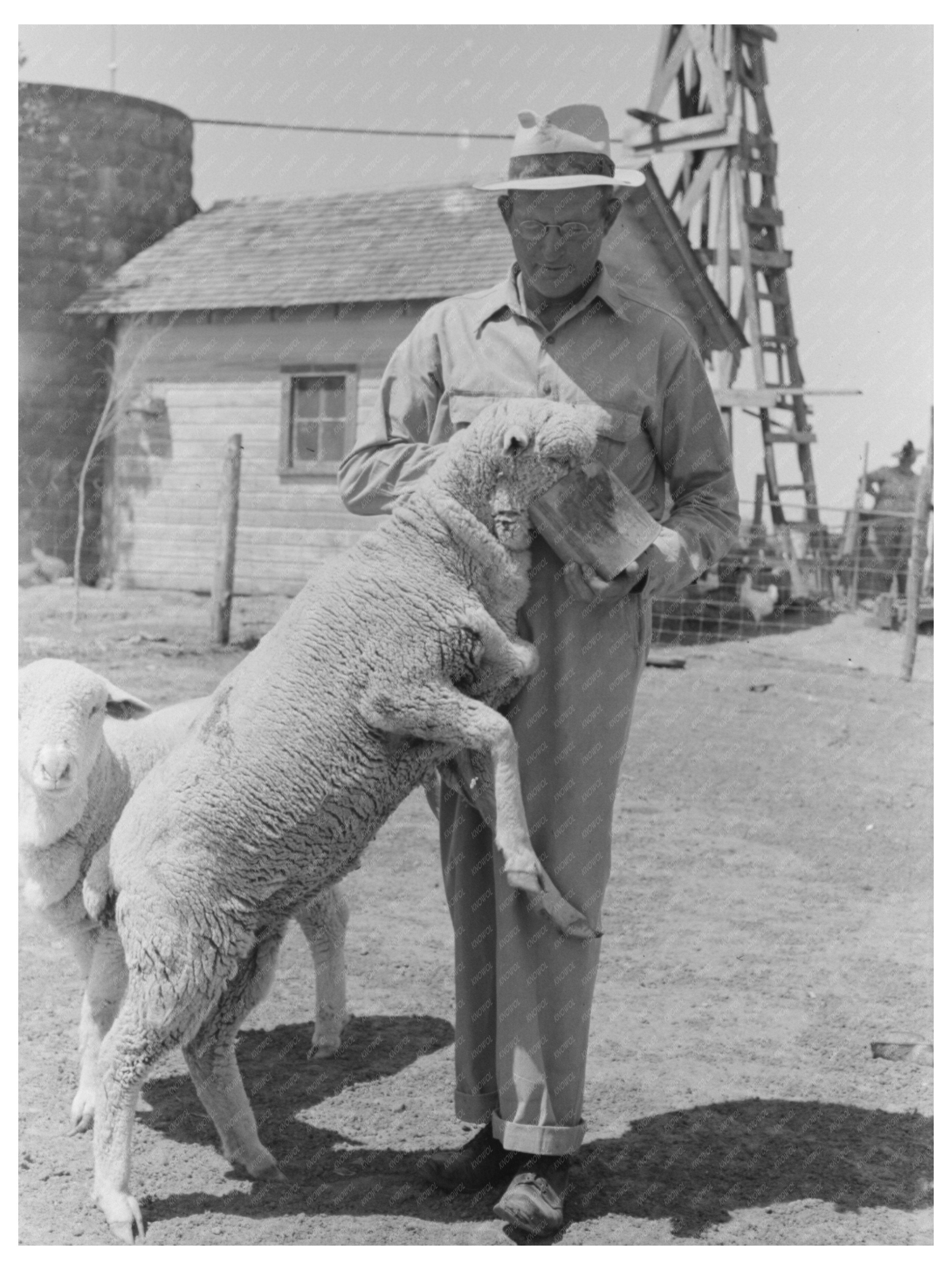 Farm Security Administration Client Feeding Sheep 1939