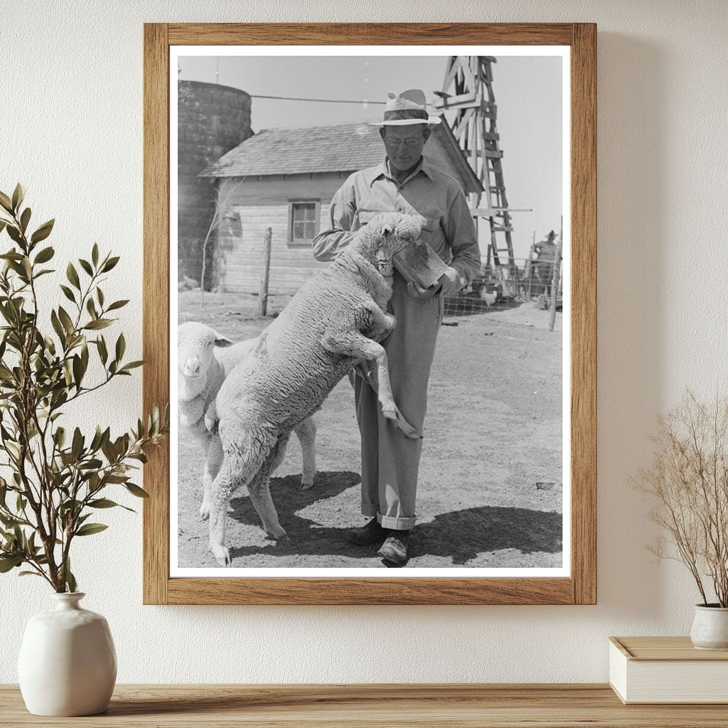 Farm Security Administration Client Feeding Sheep 1939