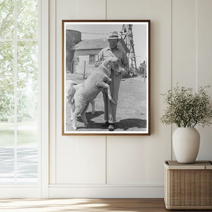 Farm Security Administration Client Feeding Sheep 1939